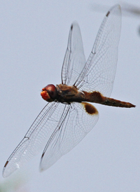 Spot-winged